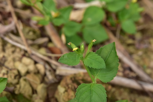 Torenia flava observed 2025-09-17