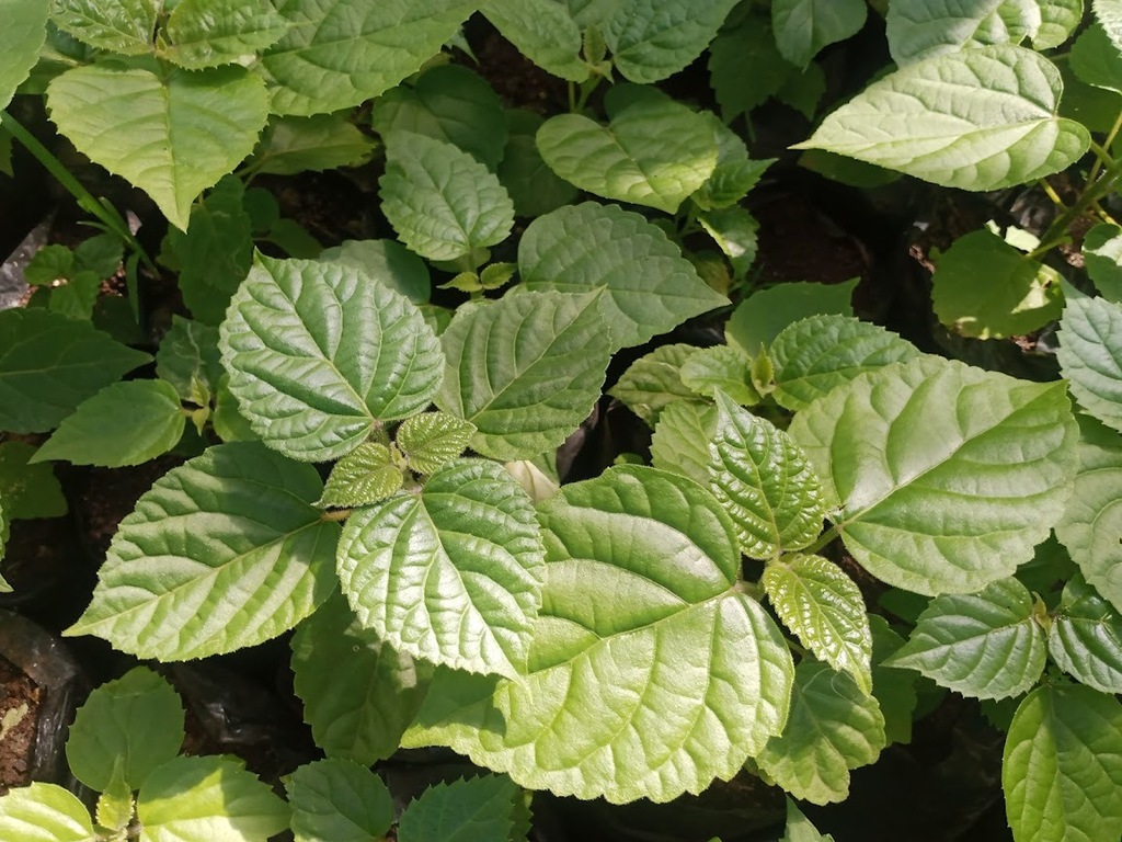 Premna maxima