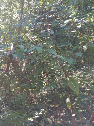 American pokeweed