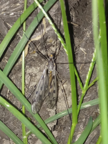 Unknown species found near North Perry, Indianapolis, IN, USA