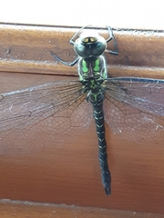 Rhionaeschna cornigera