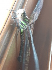 Rhionaeschna cornigera