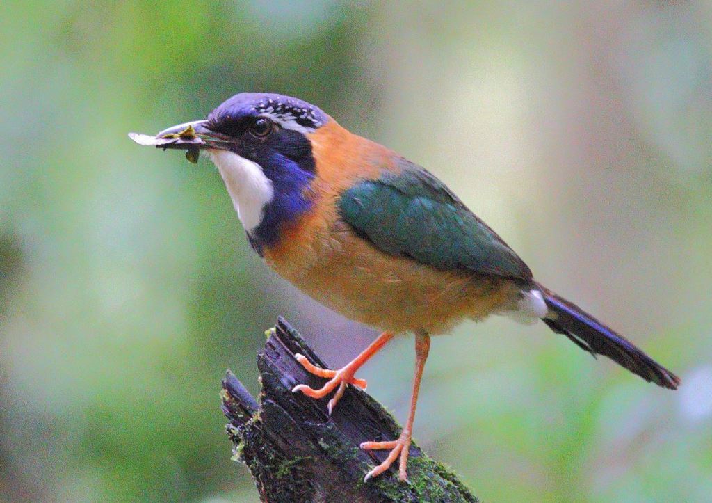 Pitta-Like Ground-Roller
