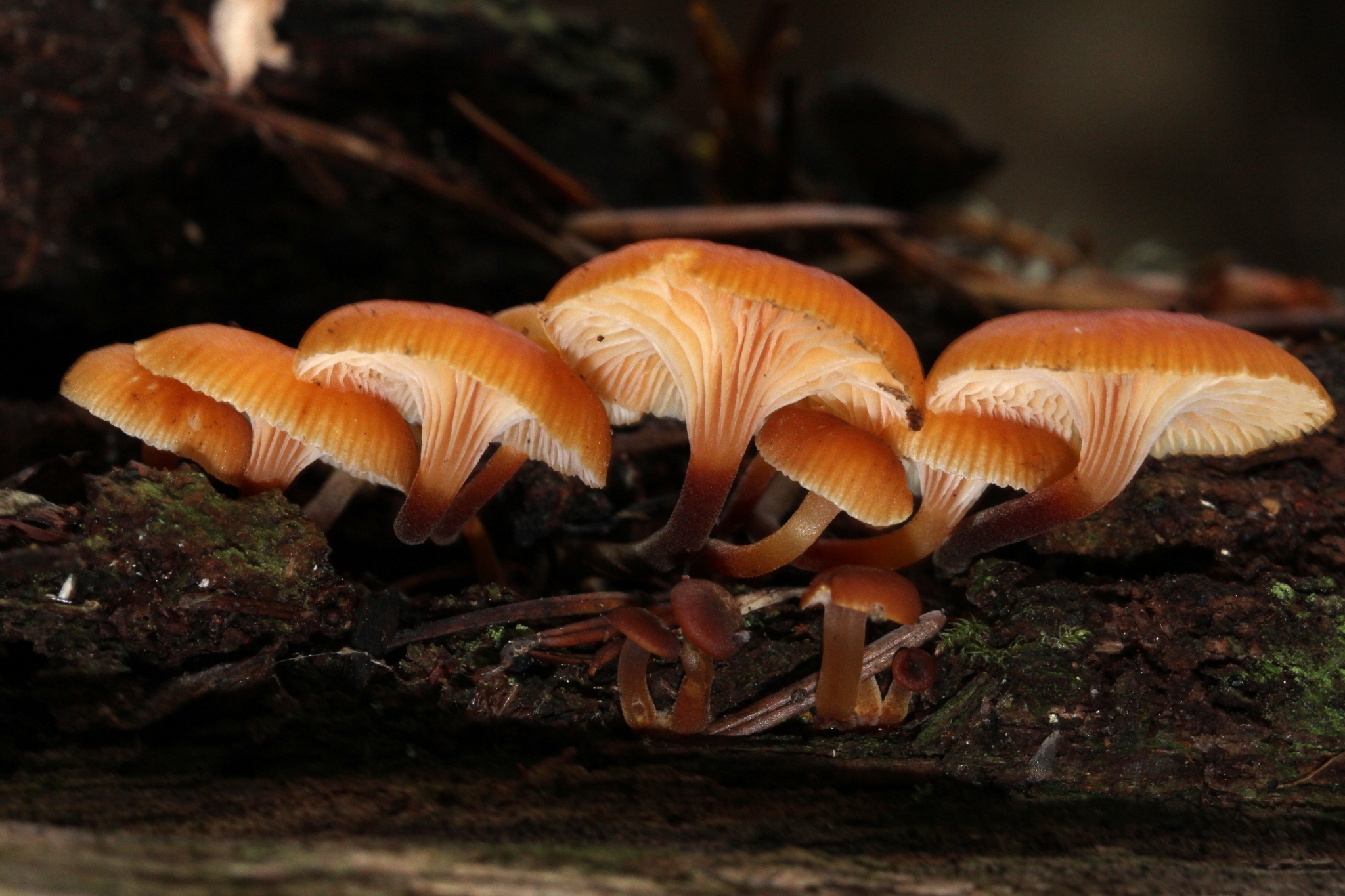 Pinewood Gingertail (Xeromphalina campanella) · iNaturalist
