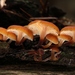 黃甘臍菇 - Photo 由 Alan Rockefeller 所上傳的 (c) Alan Rockefeller，保留部份權利CC BY