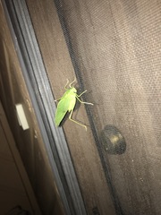 Microcentrum rhombifolium