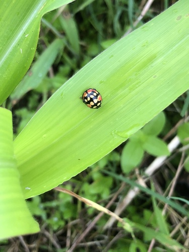Sulfurous Lady Beetle