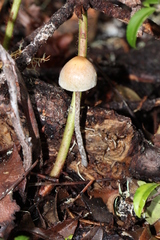 Hypholoma marginatum