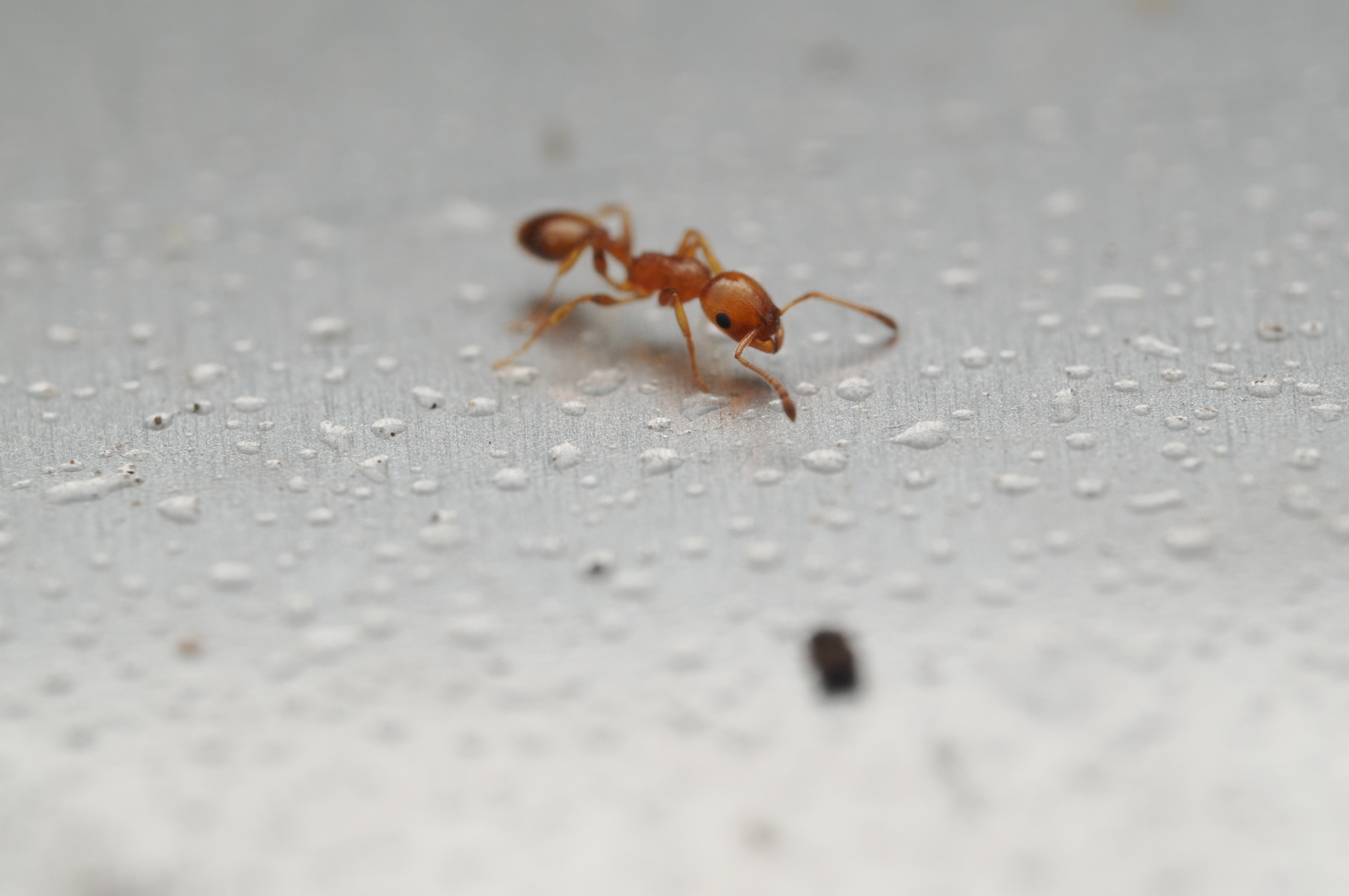 Temnothorax graecus