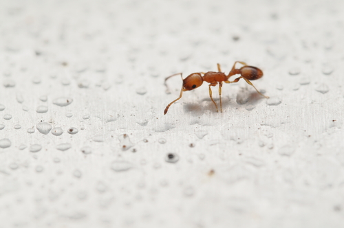 Temnothorax graecusTemnothorax graecus