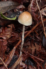 Hypholoma marginatum