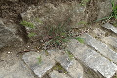 Poa bulbosa vivipara