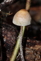 Hypholoma marginatum