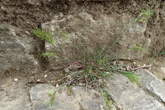 Poa bulbosa vivipara