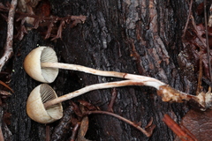 Hypholoma marginatum