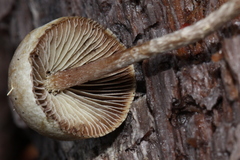 Hypholoma marginatum