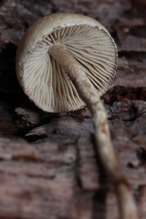 Hypholoma marginatum