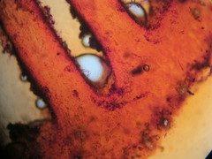 Hypholoma marginatum