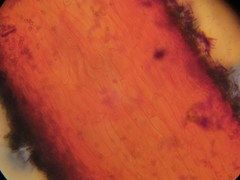 Hypholoma marginatum