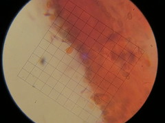 Hypholoma marginatum