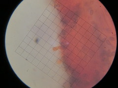 Hypholoma marginatum