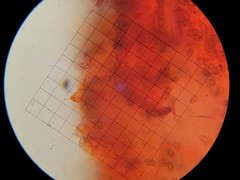 Hypholoma marginatum