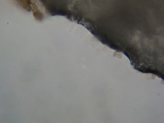 Hypholoma marginatum