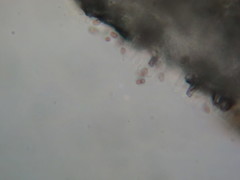 Hypholoma marginatum