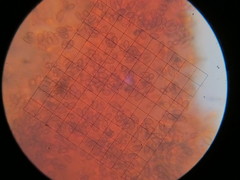 Hypholoma marginatum