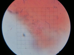 Hypholoma marginatum