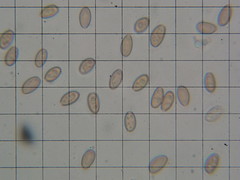 Hypholoma marginatum