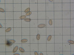 Hypholoma marginatum