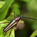 Double-banded Bycid - Photo (c) bowhunter16, some rights reserved (CC BY-NC), uploaded by bowhunter16