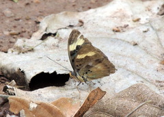 Euphaedra medon medon