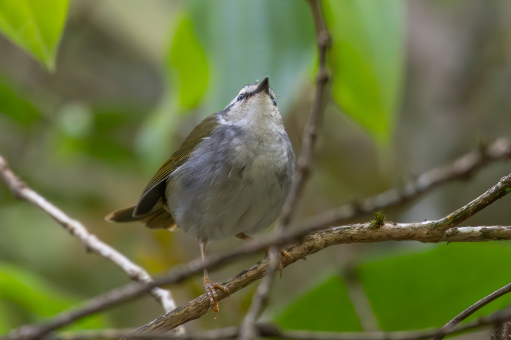 White-striped Warbler