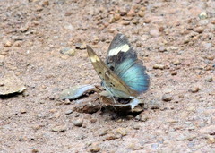 Euphaedra medon medon