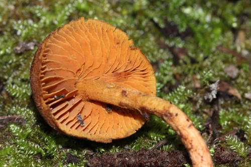 Inocybe cinnamomea image