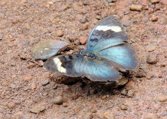 Euphaedra medon medon
