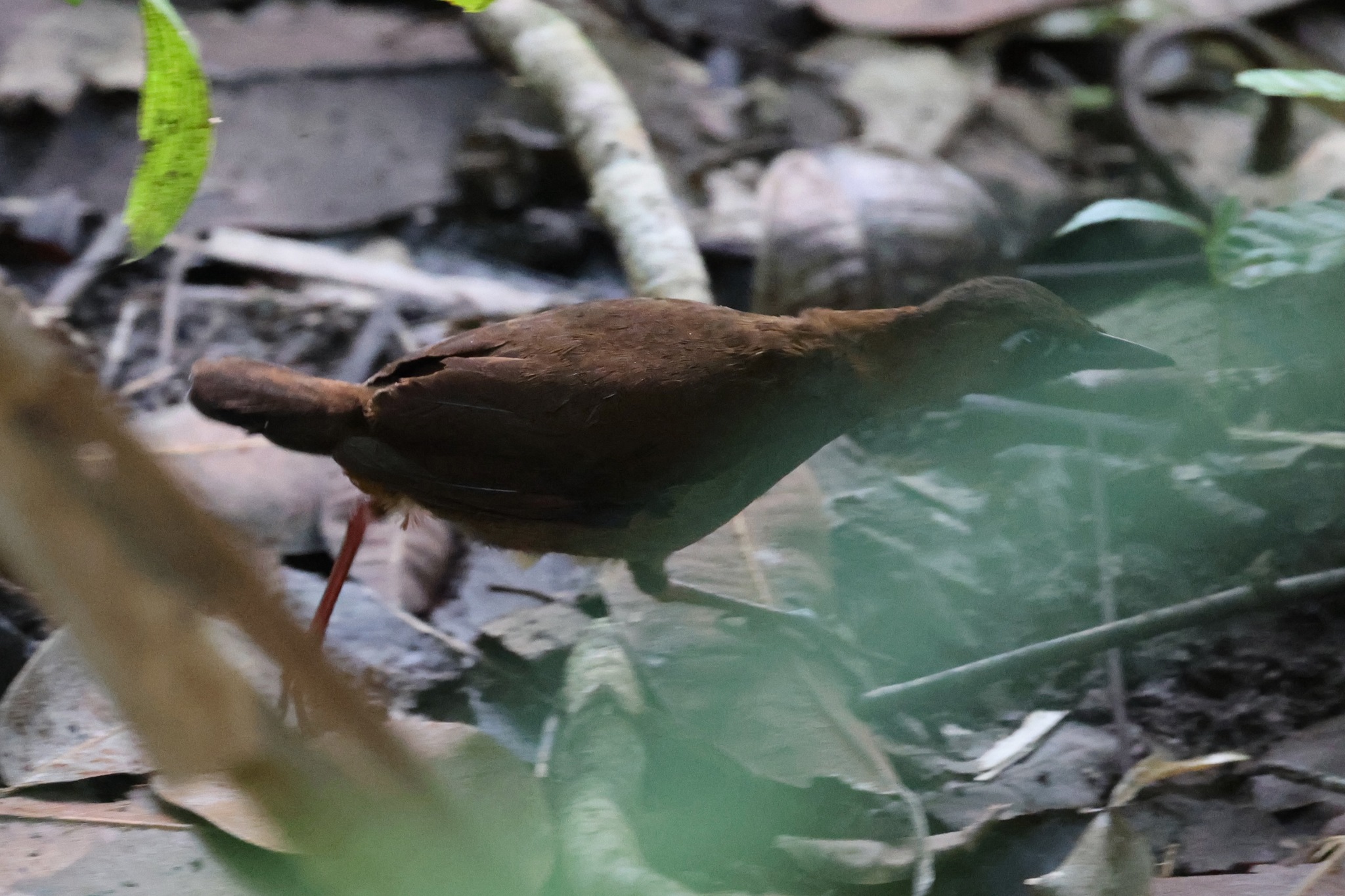 Black-faced Antthrush (Formicarius analis), photo 3