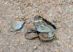 Euphaedra medon medon