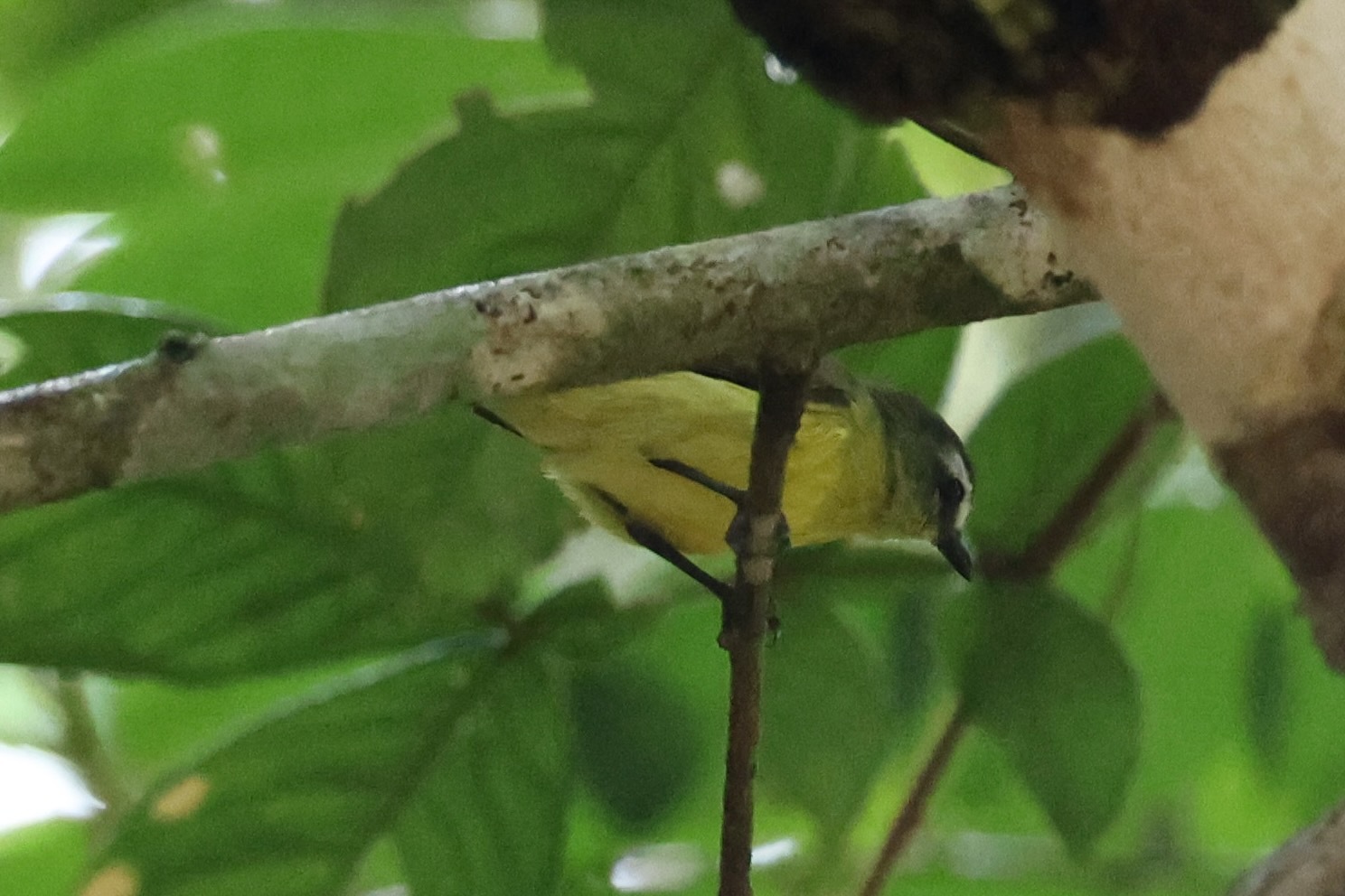 Brown-capped Tyrannulet (Ornithion brunneicapillus), photo 7
