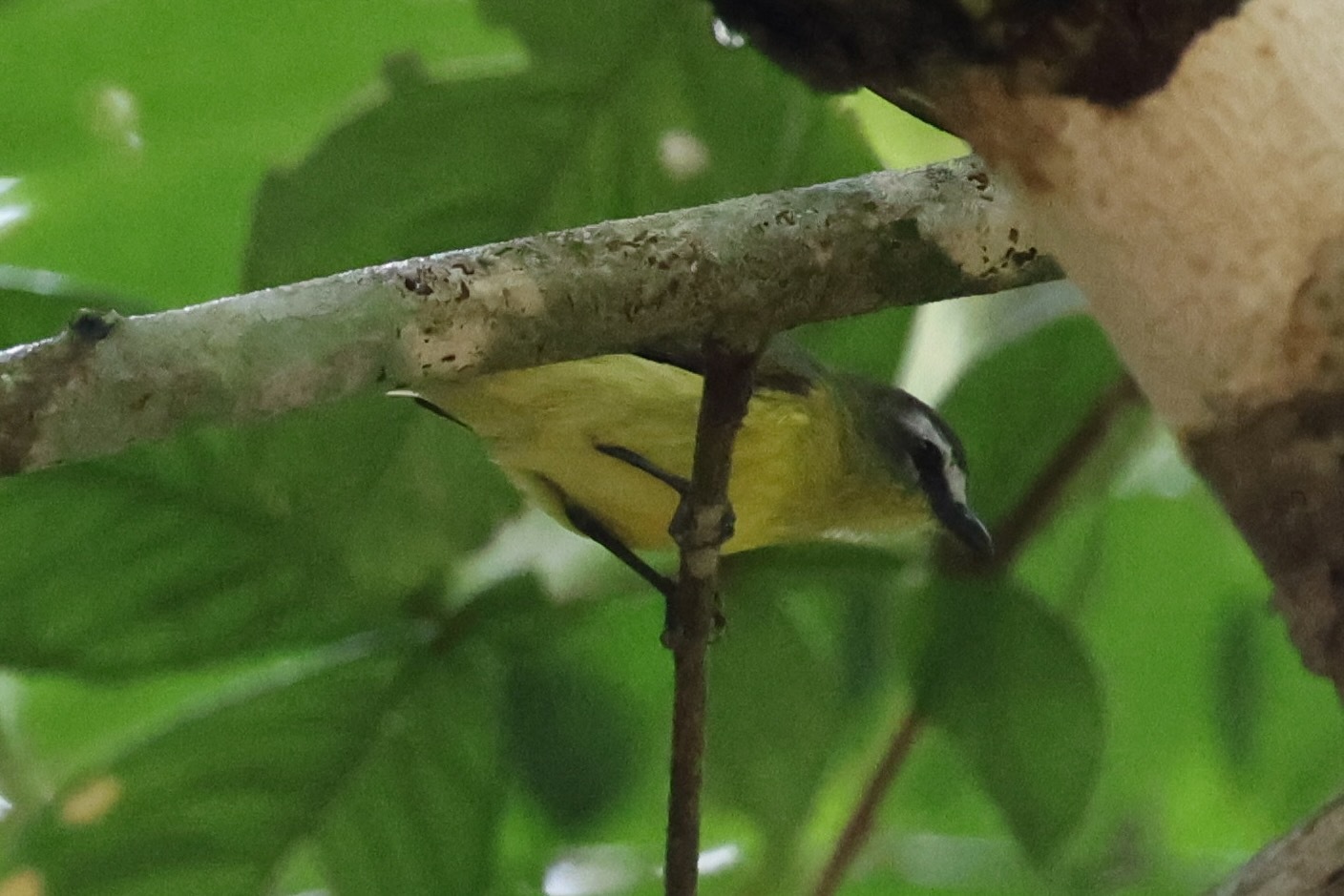 Brown-capped Tyrannulet (Ornithion brunneicapillus), photo 6