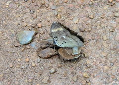 Euphaedra medon medon