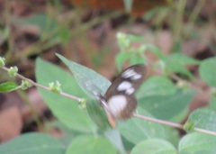 Acraea lycoa