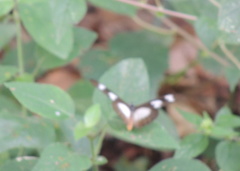 Acraea lycoa