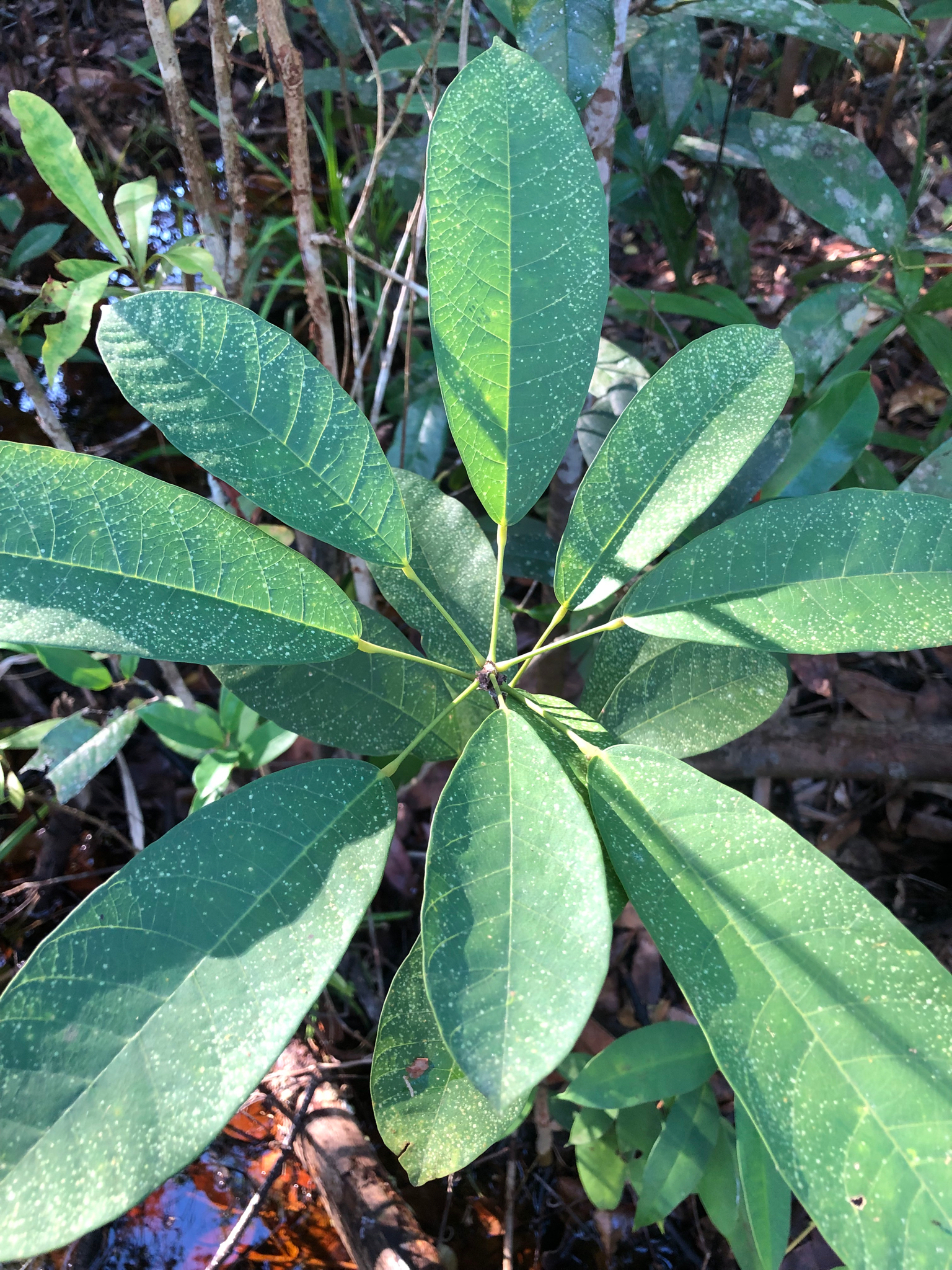Sterculia gilva Miq.