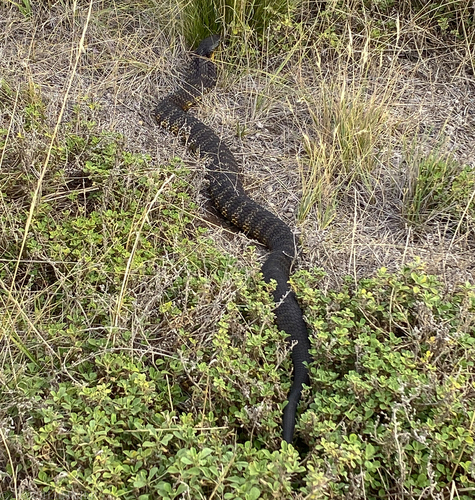 Tiger Snake sighting