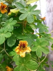 Tropaeolum ciliatum