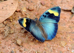 Euphaedra medon medon