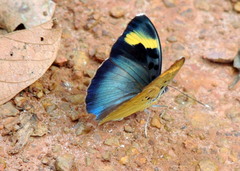 Euphaedra medon medon